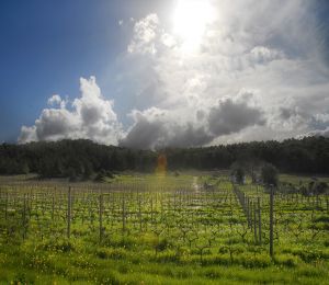 Mozaik Şarapçılık