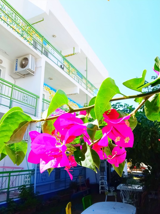 Mandalina Bahçe Cafe & Apart Fotoğrafları