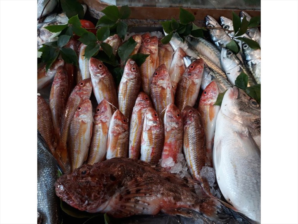Cankut Balıkçılık Fotoğrafları