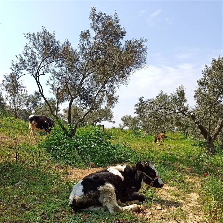 Hayal Bahçe'den Fotoğrafları