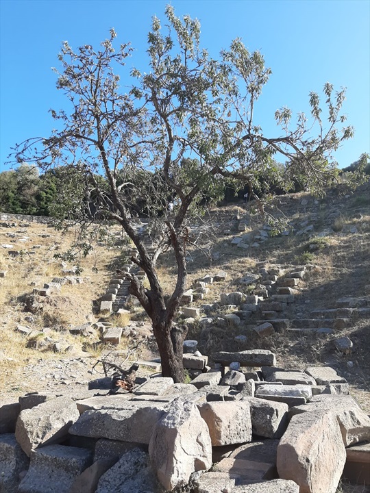 Erythrai (Ildırı) Antik Yerleşimi Fotoğrafları
